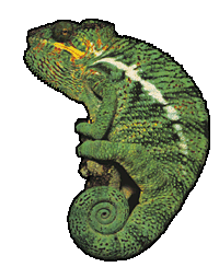 chameleon