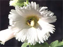 A Blessed Bee, by Vinny Vespole