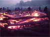 Embers, by Bonnie